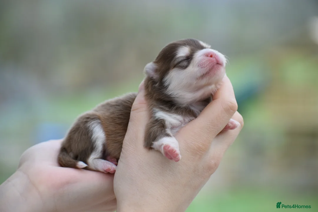 Pomsky dogs for sale: Stunning Pomsky puppies from health tested parents - Advert 4