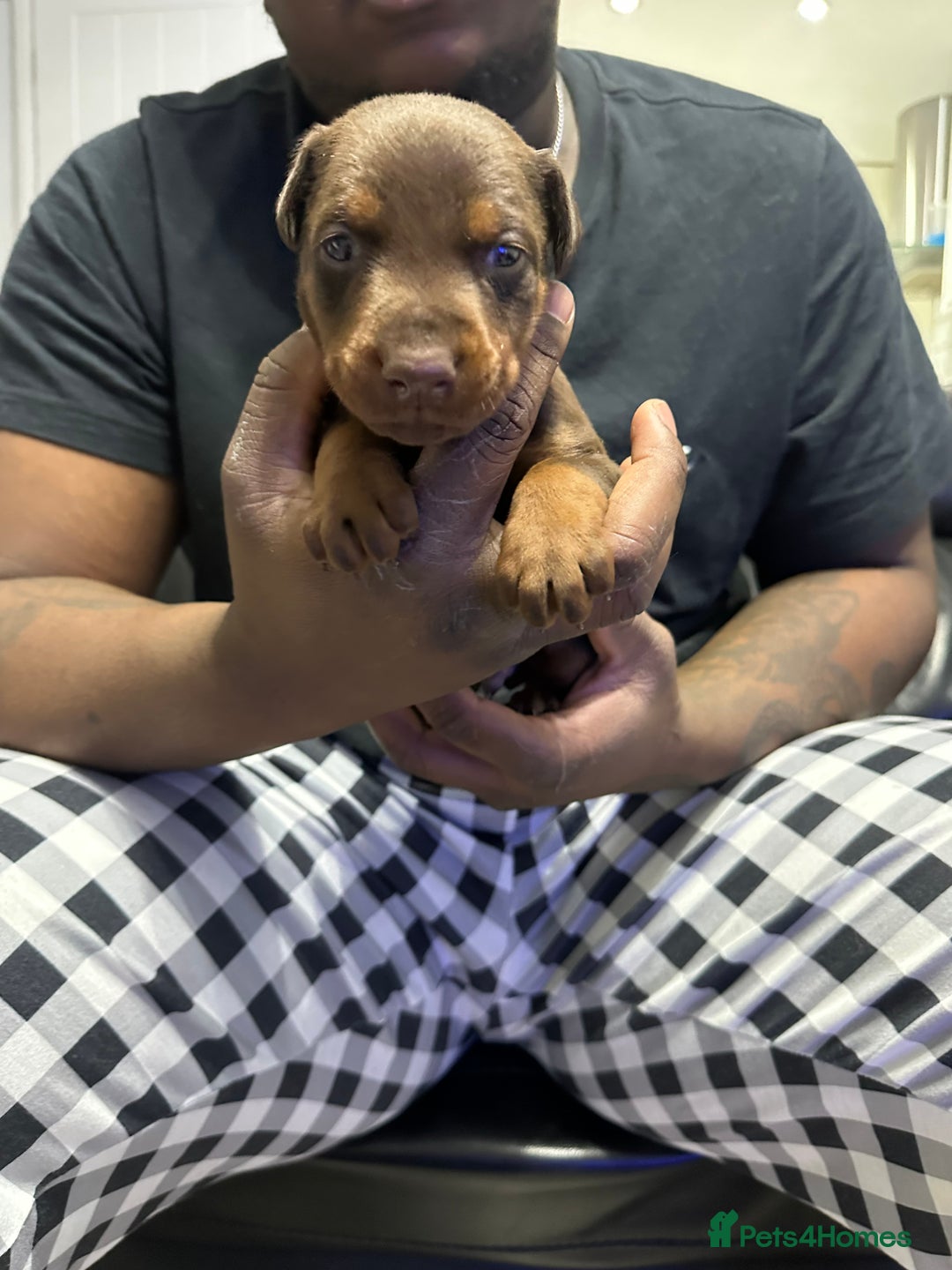 Dobermann dogs for sale: Top quality doberman  - Advert 8