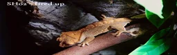 Gecko reptiles for sale: Baby Crested Gecko For Sale 🦎 - Advert 3