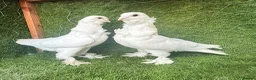 Pigeons birds for sale: Top Quality Strong Breeding Pair – Vaccinated - Advert 11