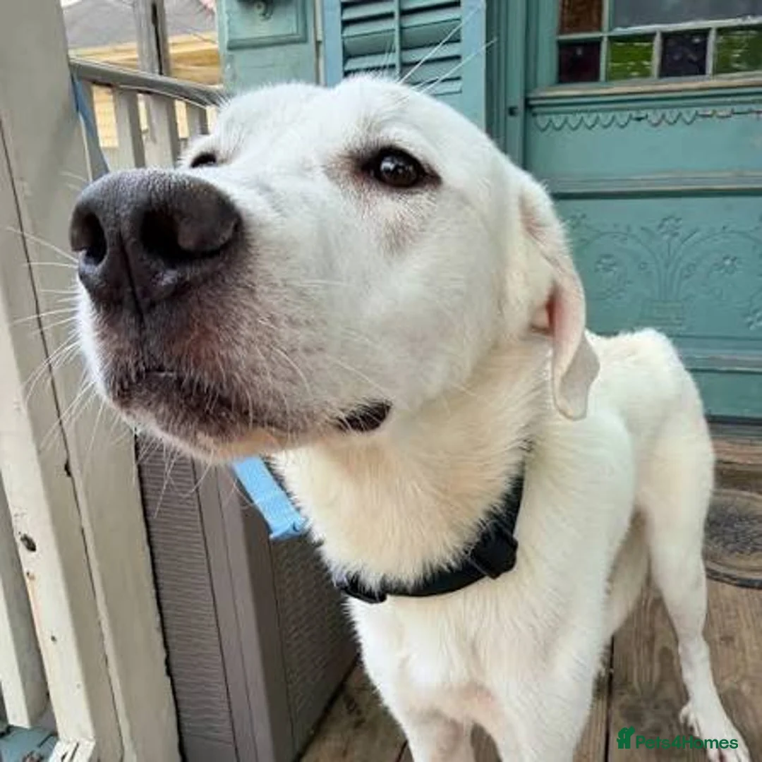 Labrador Retriever dogs for sale: Labrador Retriever puppy - reserved in London - Advert 2