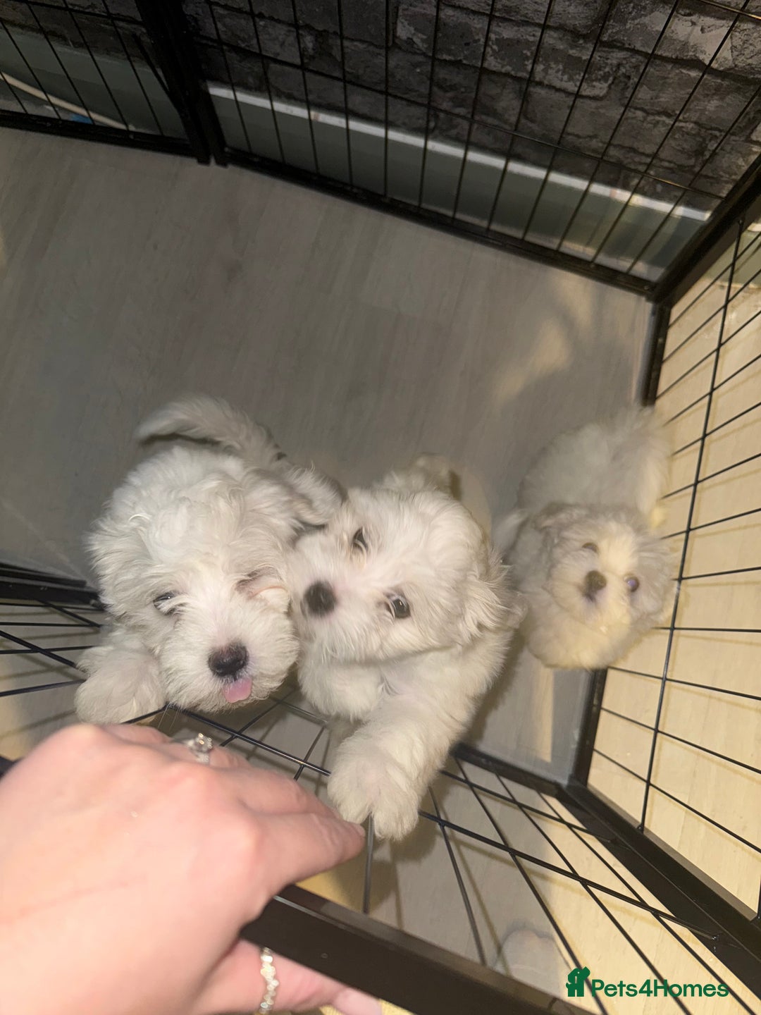 Maltese dogs for sale: 🐶 Bichon Maltese Puppies for Sale – Home Bred - Advert 7