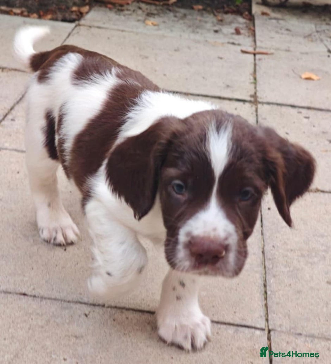 English Springer Spaniel dogs for sale: 🐾Beautiful KC Registered ES Spaniel Puppies🐾 - Image 33