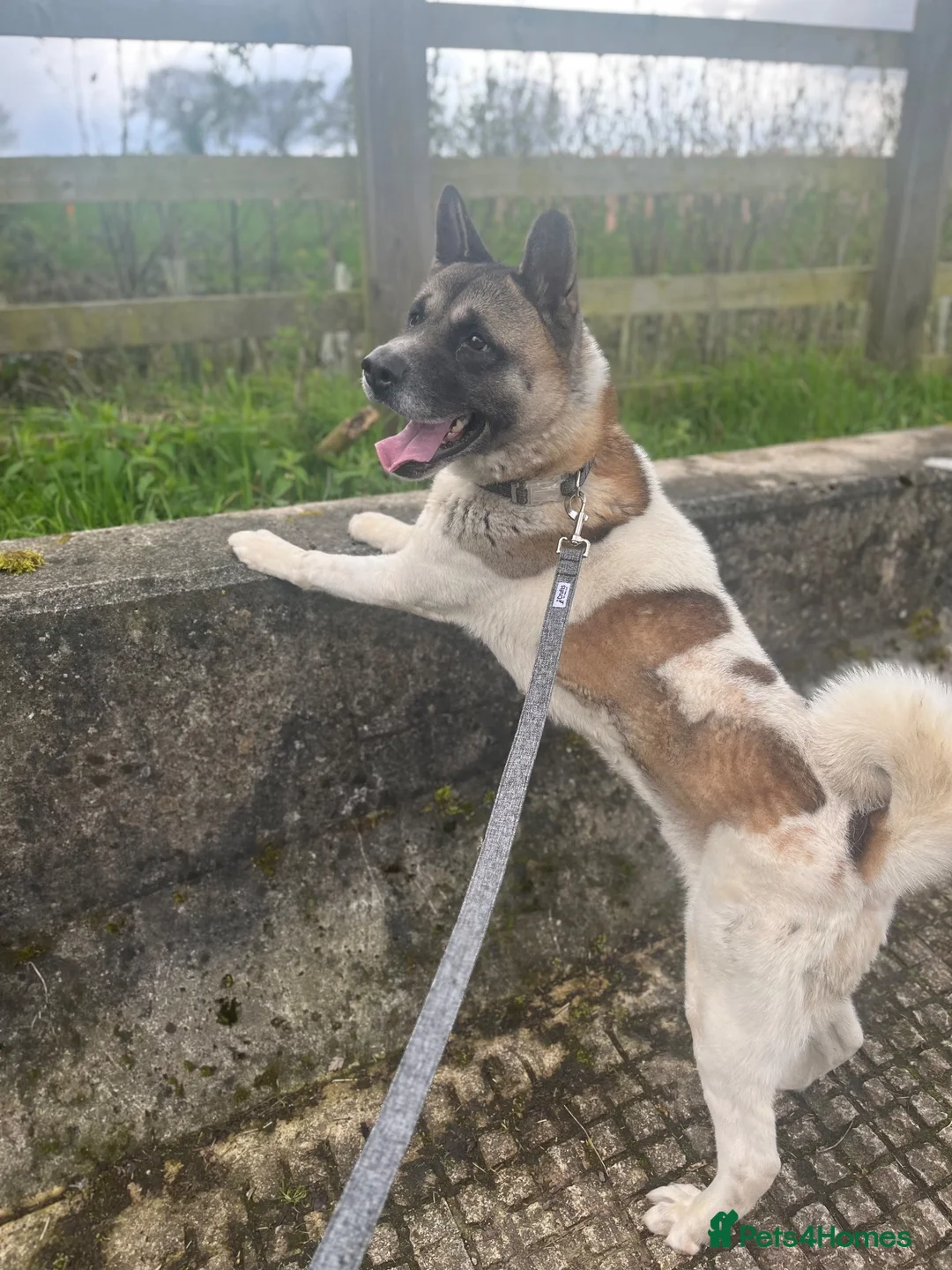 Akita dogs for sale: 8 year old American Akita  - Advert 2