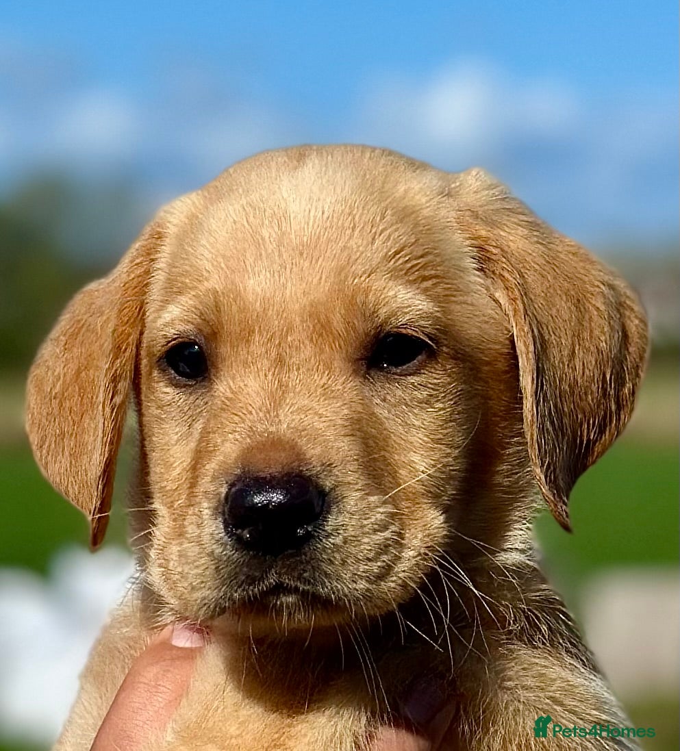 Labrador Retriever dogs RKC REG’D FOX RED, GOLDEN YELLOW CHUNKY LAB PUPS - Advert 1