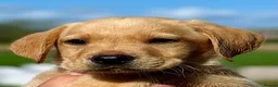 Labrador Retriever dogs for sale: RKC REG’D GOLDEN YELLOW BEAUTIFUL LAB PUPS - Advert 2