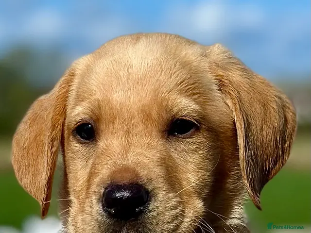 Labrador Retriever dogs RKC REG’D GOLDEN YELLOW BEAUTIFUL LAB PUPS - Advert 2