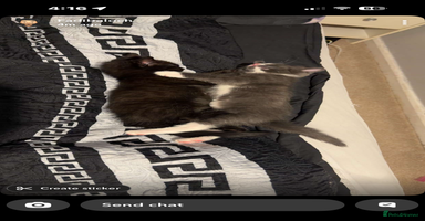 Ragdoll cats - Advert 3