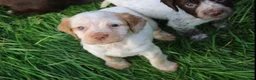 Cocker Spaniel dogs for sale: Working Cocker Spaniel Puppies  - Advert 9