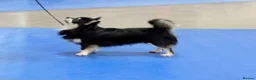Chihuahua dogs for sale: Outstanding KC reg long haired chihuahuas - Advert 7
