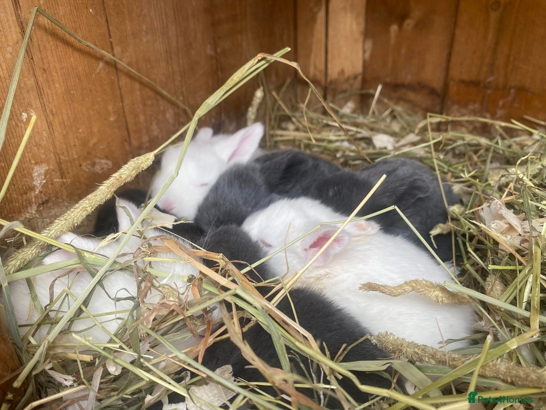 Mini Lop rabbits for sale: Mini lops  - Image 6