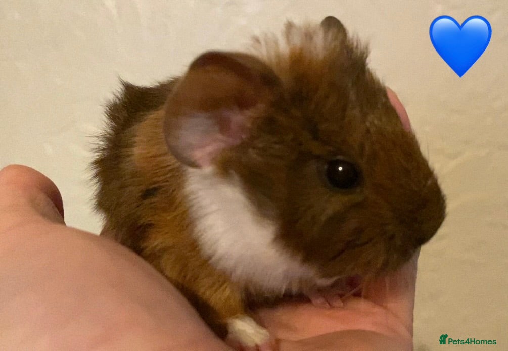 Guinea Pig rodents Gorgeous guinea pigs - Advert 7