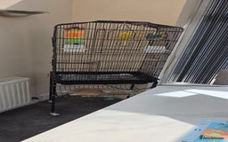 Budgerigars birds for sale: Free to good home collection only - Image 3