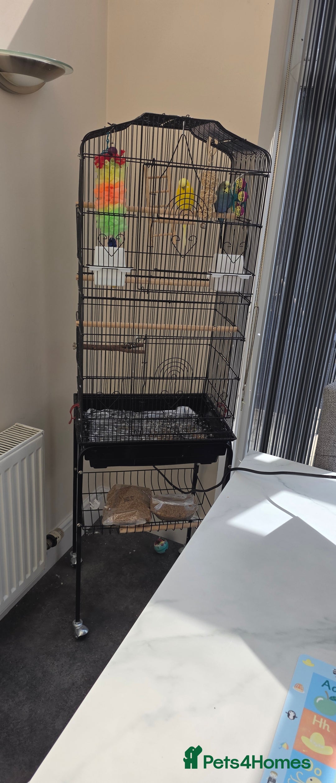 Budgerigars birds for sale: Free to good home collection only - Image 3