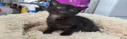 Mixed Breed cats for sale: Kittens - Advert 9