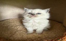 Ragdoll cats for sale: homes raised beautiful Rag dolls kitties - Advert 6