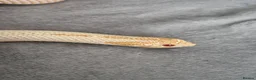 Snake reptiles for sale: CB22 Male Hognose Snake Arctic Albino Superconda - Advert 2