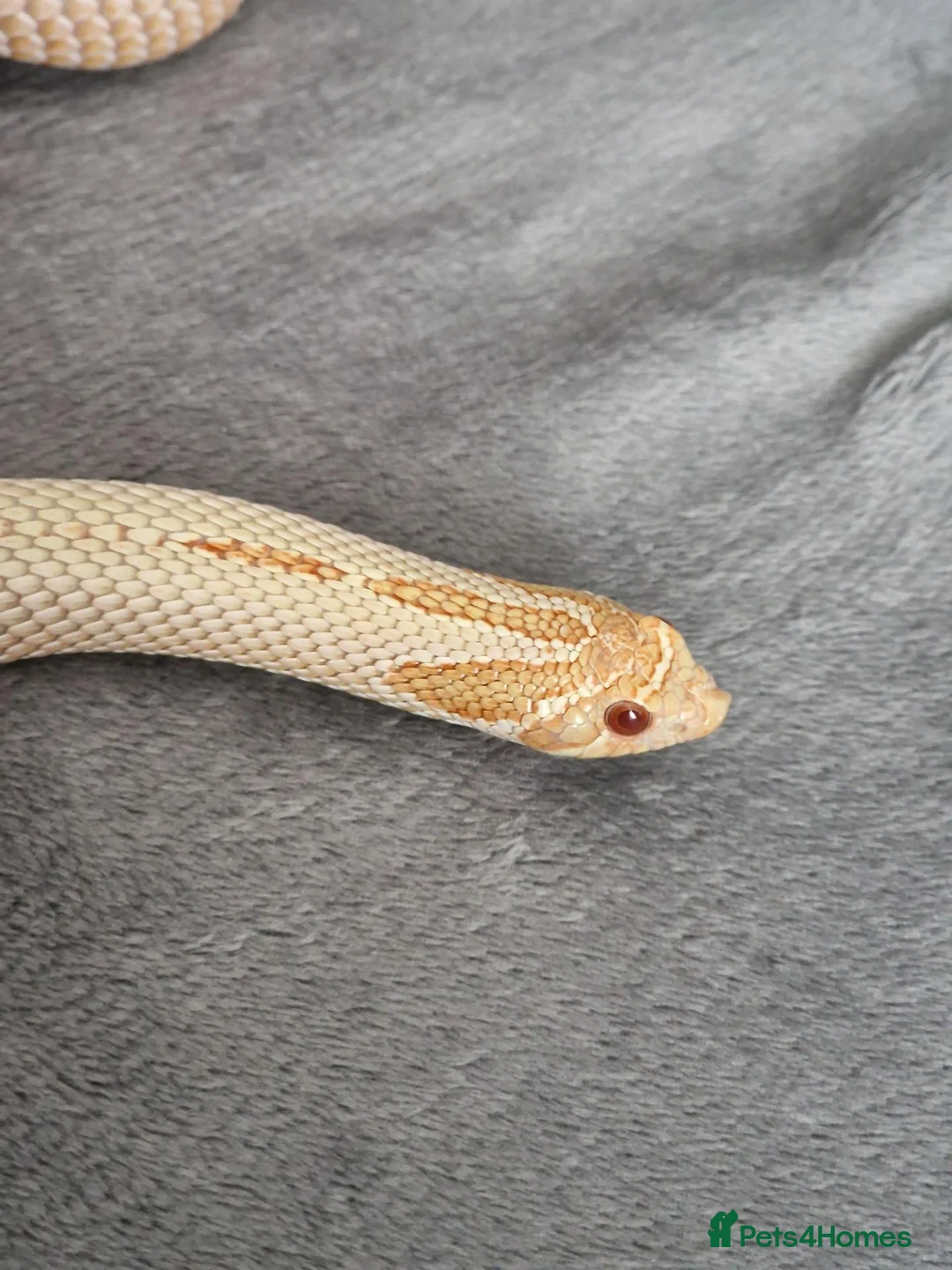 Snake reptiles for sale: CB22 Male Hognose Snake Arctic Albino Superconda - Advert 2