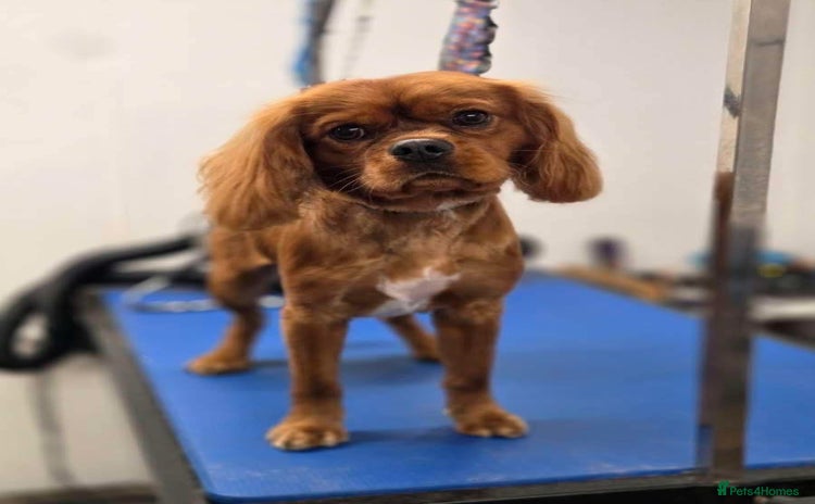 Cavalier King Charles Spaniel dogs - Advert 4