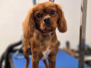 Cavalier King Charles Spaniel dogs - Advert 11