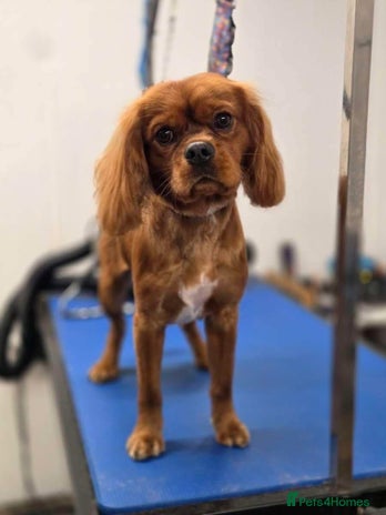 Cavalier King Charles Spaniel dogs - Advert 1