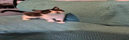 Mixed Breed cats for sale: 7 adorable kittens for sale £80-£100  - Advert 12