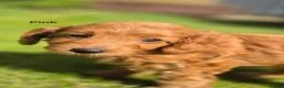 Goldendoodle dogs for sale: READY..Red F1bb miniature Goldendoodles dna clear - Advert 10
