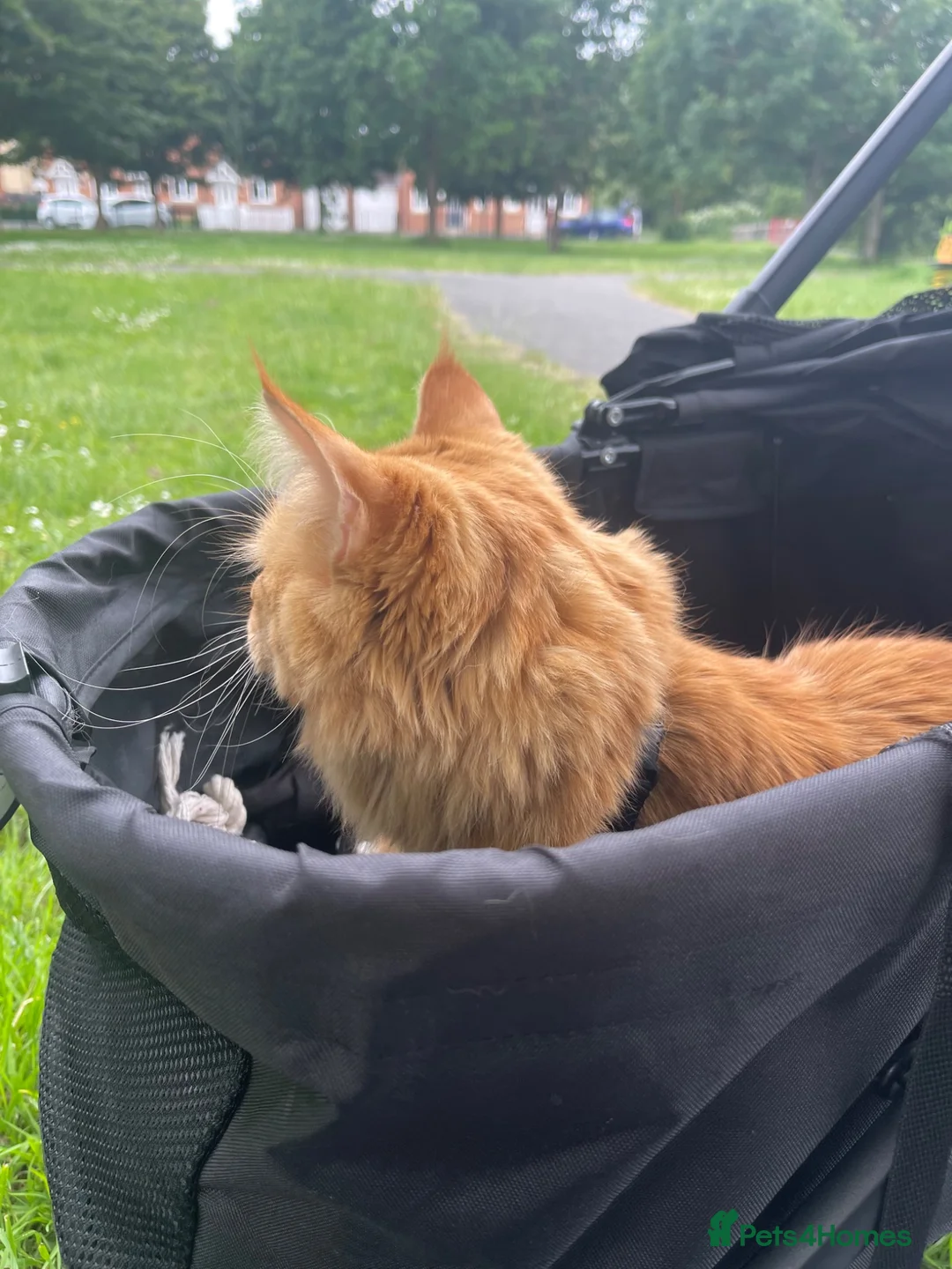 Maine Coon cats for sale: Ginger maine coon girl in Slough - Advert 2