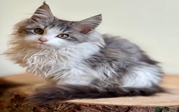 Maine Coon cats for sale: Beautiful pure bread maine coon kittens  - Image 9