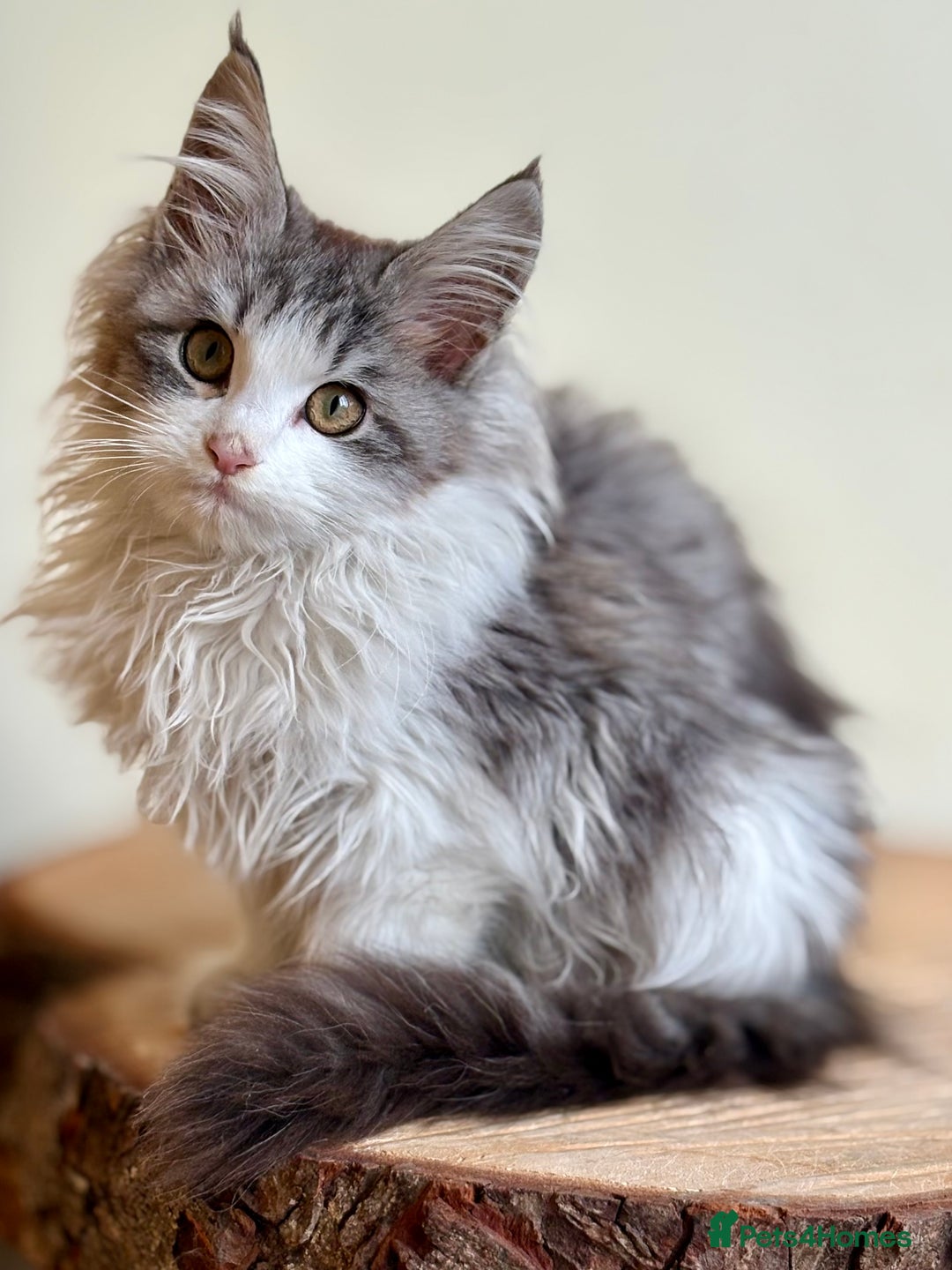 Maine Coon cats for sale: Beautiful pure bread maine coon kittens  - Image 9