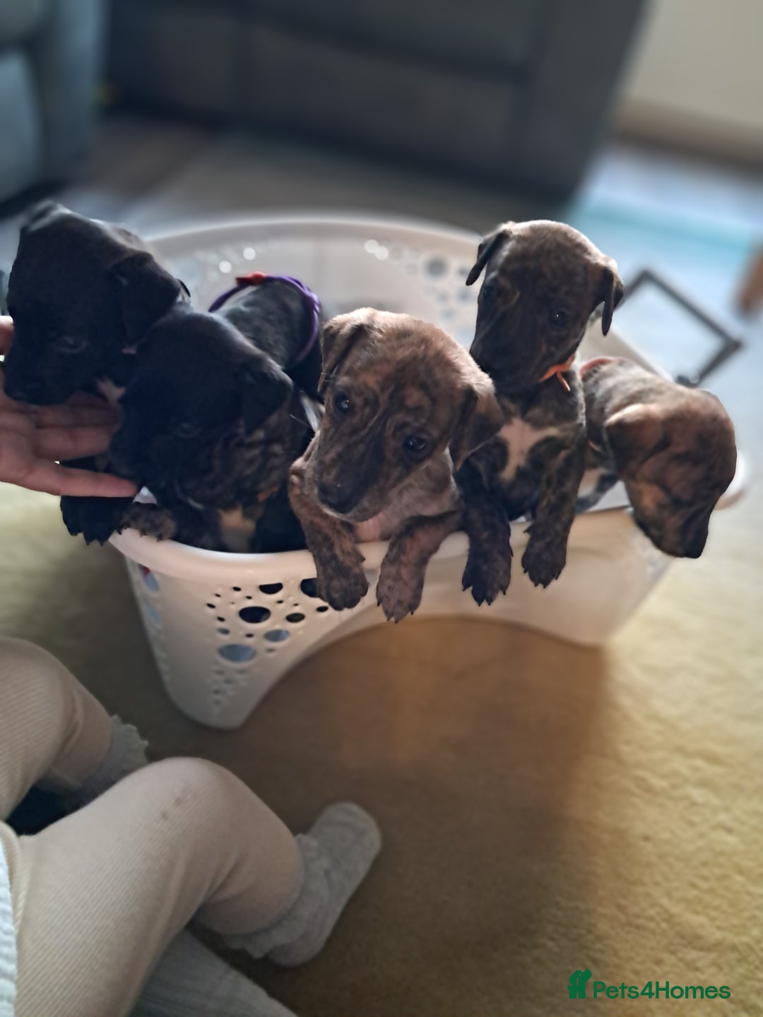 Mixed Breed dogs for sale: 5 whippador puppies for sale - Advert 15