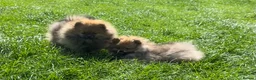 Pomeranian dogs for sale: ❤️ READY NOW! Stunning Pomeranian puppies 🐶❤️ - Advert 7