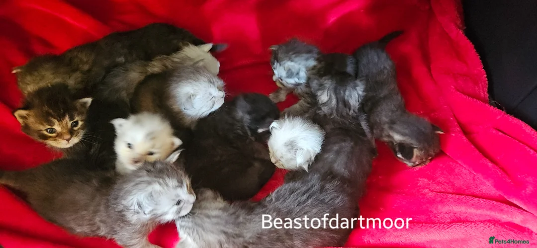 Maine Coon cats for sale: TICA Registered Maine Coon Kittens  - Advert 20