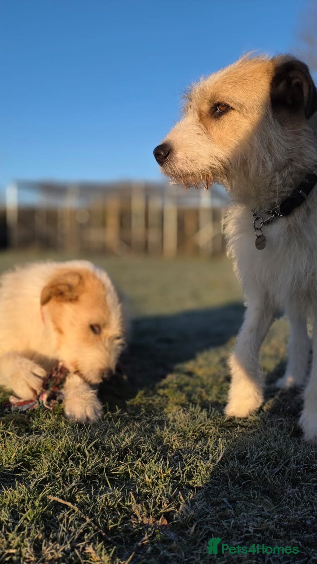 Mixed Breed dogs for adoption: Hershey & Harley 💙 still Waiting - Advert 18