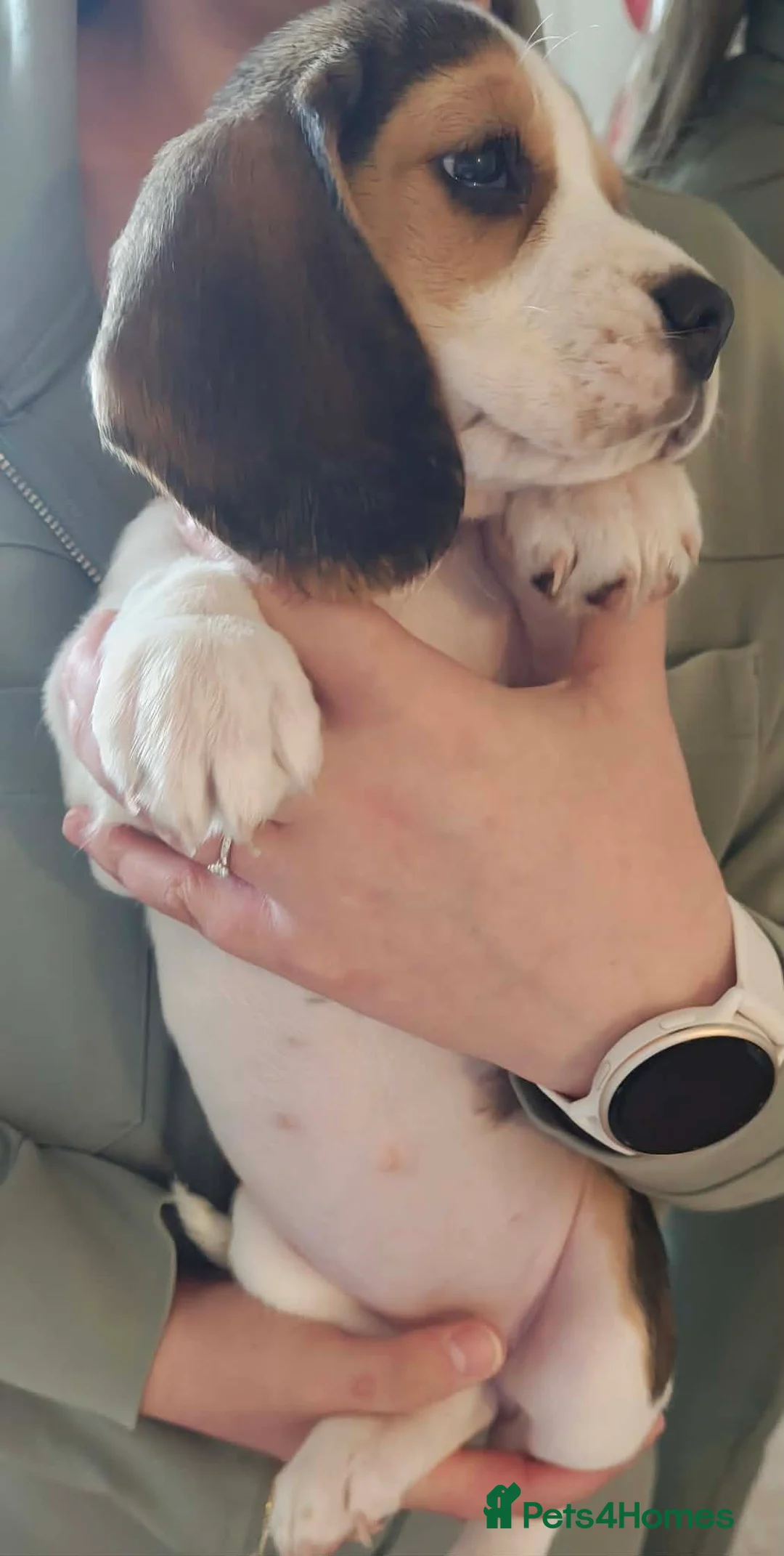 Beagle dogs for sale: 11 Beagle puppies - Advert 2