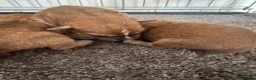 Lakeland Terrier dogs for sale: Working Lakeland terrier puppies  - Advert 4