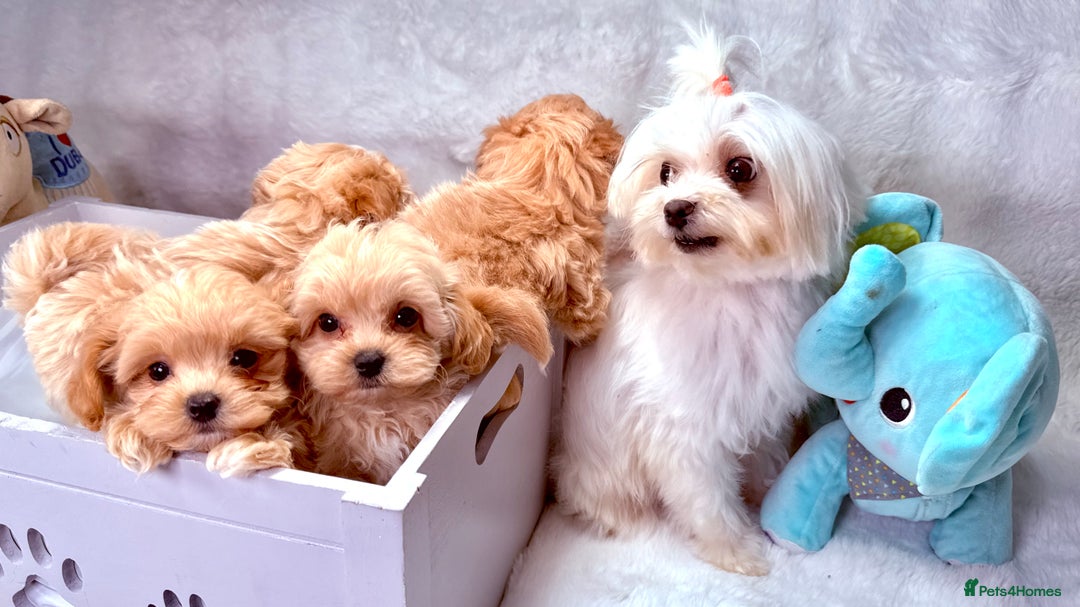Maltipoo dogs for sale: ADORABLE TOY SIZE KOREAN SIRE F1 MALTIPOO PUPS  - Image 7