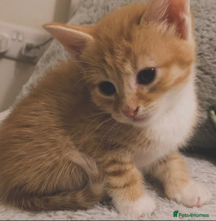 Mixed Breed cats Ginger tabby girl   (8 weeks old) - Advert 7