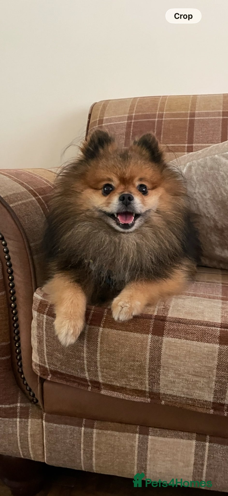 Pomeranian dogs Beautiful Pedigree Pomeranian  - Advert 5