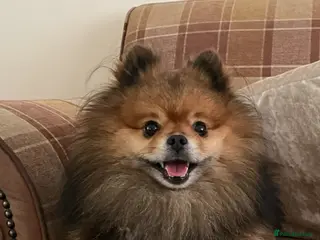 Pomeranian dogs Beautiful Pedigree Pomeranian - Advert 5