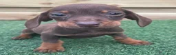 Dachshund dogs for sale: 3 beautiful males ready for new forever homes❤️ - Advert 5
