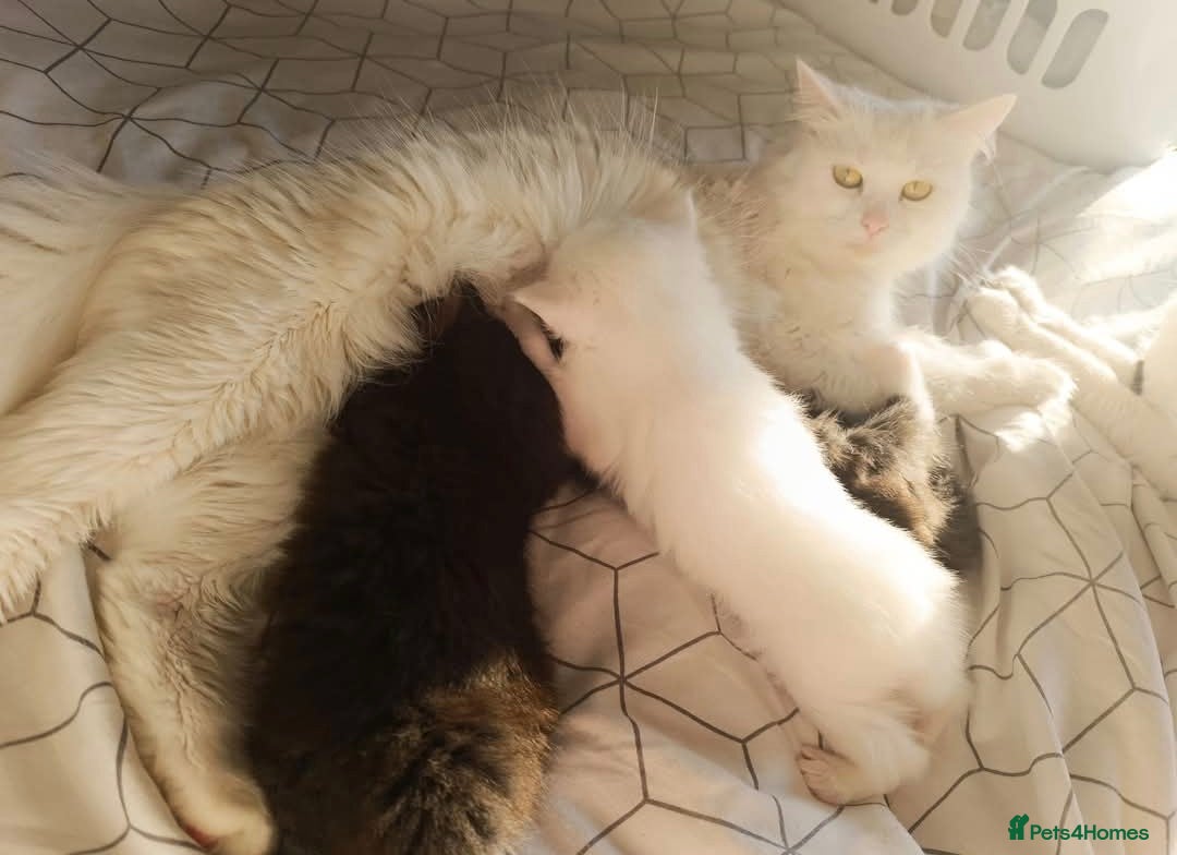 Domestic Shorthair cats for sale: 2 male kittens ready to go - Image 6