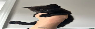 Black male kitten 