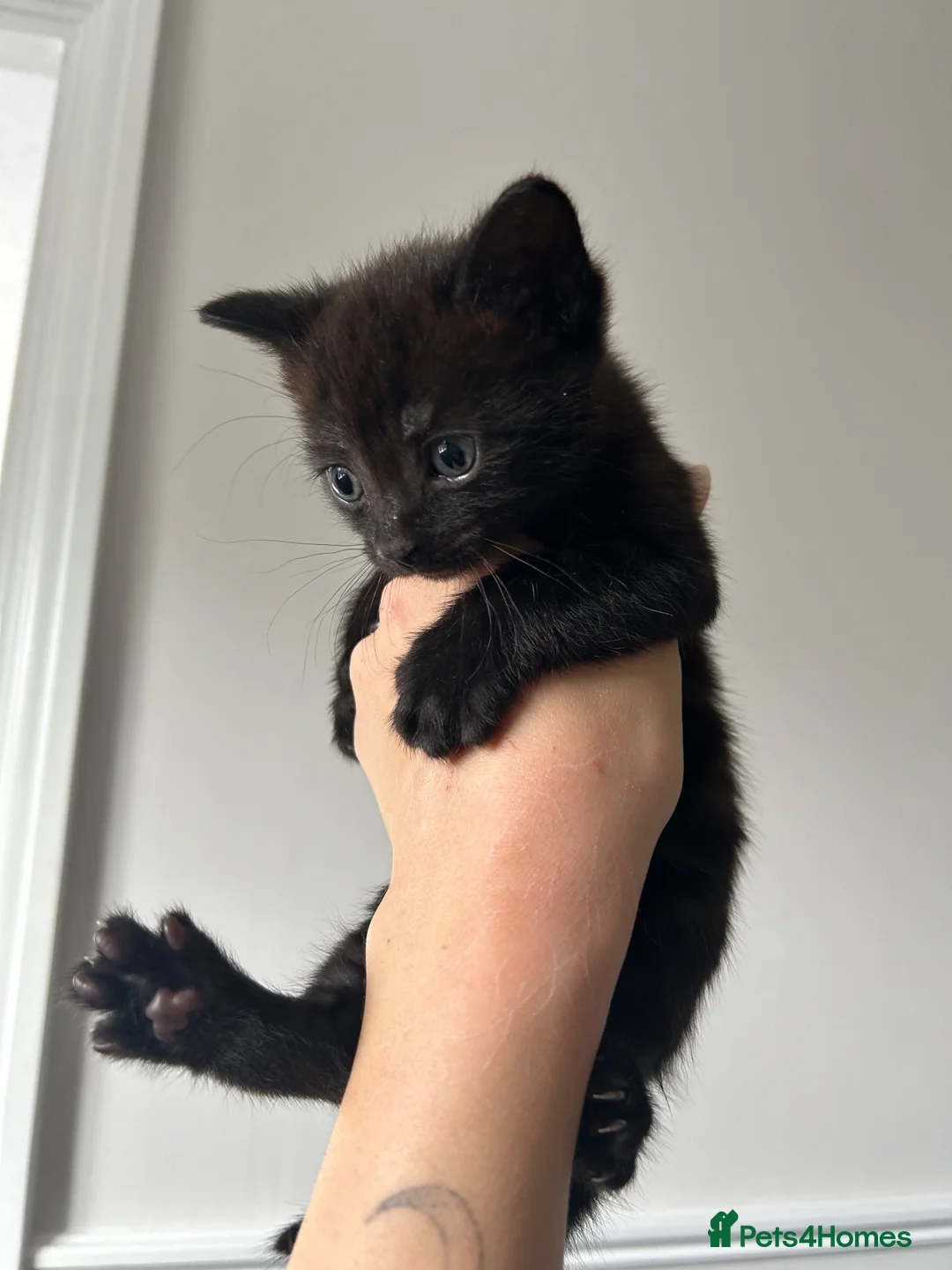 Mixed Breed cats for sale: 2 beautiful kittens for sale in Worksop - Advert 2