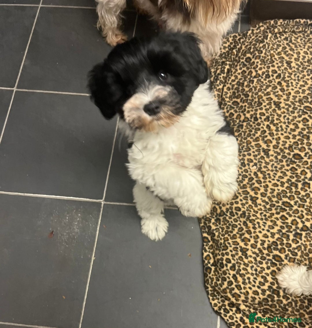 Miniature Schnauzer dogs for sale:  ❤️PARTI MINIATURE SCHNAUZER GIRL  - Advert 8