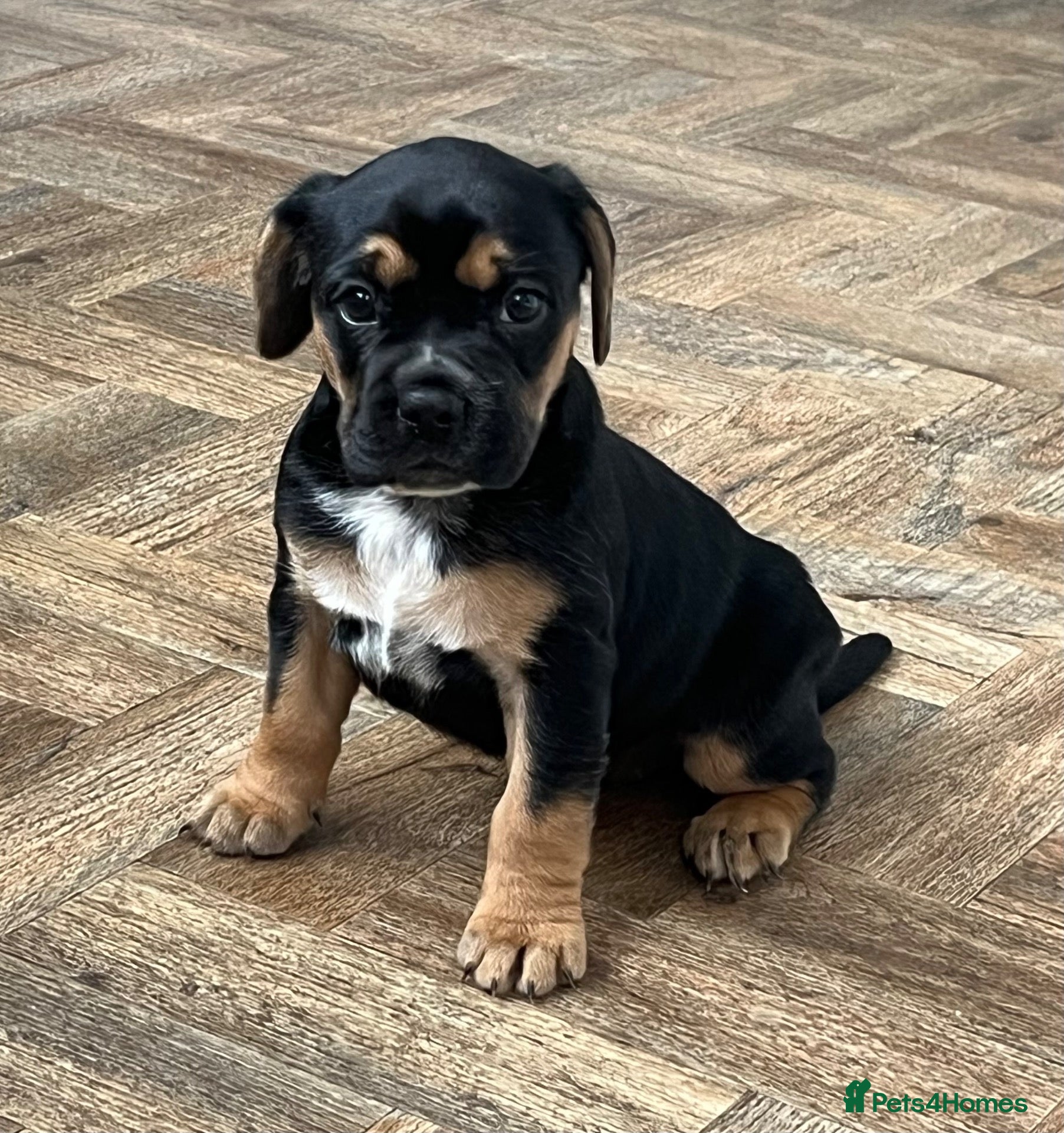 Mixed Breed dogs Beautiful French bulldog x spaniel  - Advert 1