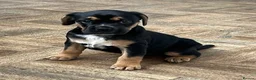 Mixed Breed dogs for sale: Beautiful French bulldog x spaniel  - Advert 1