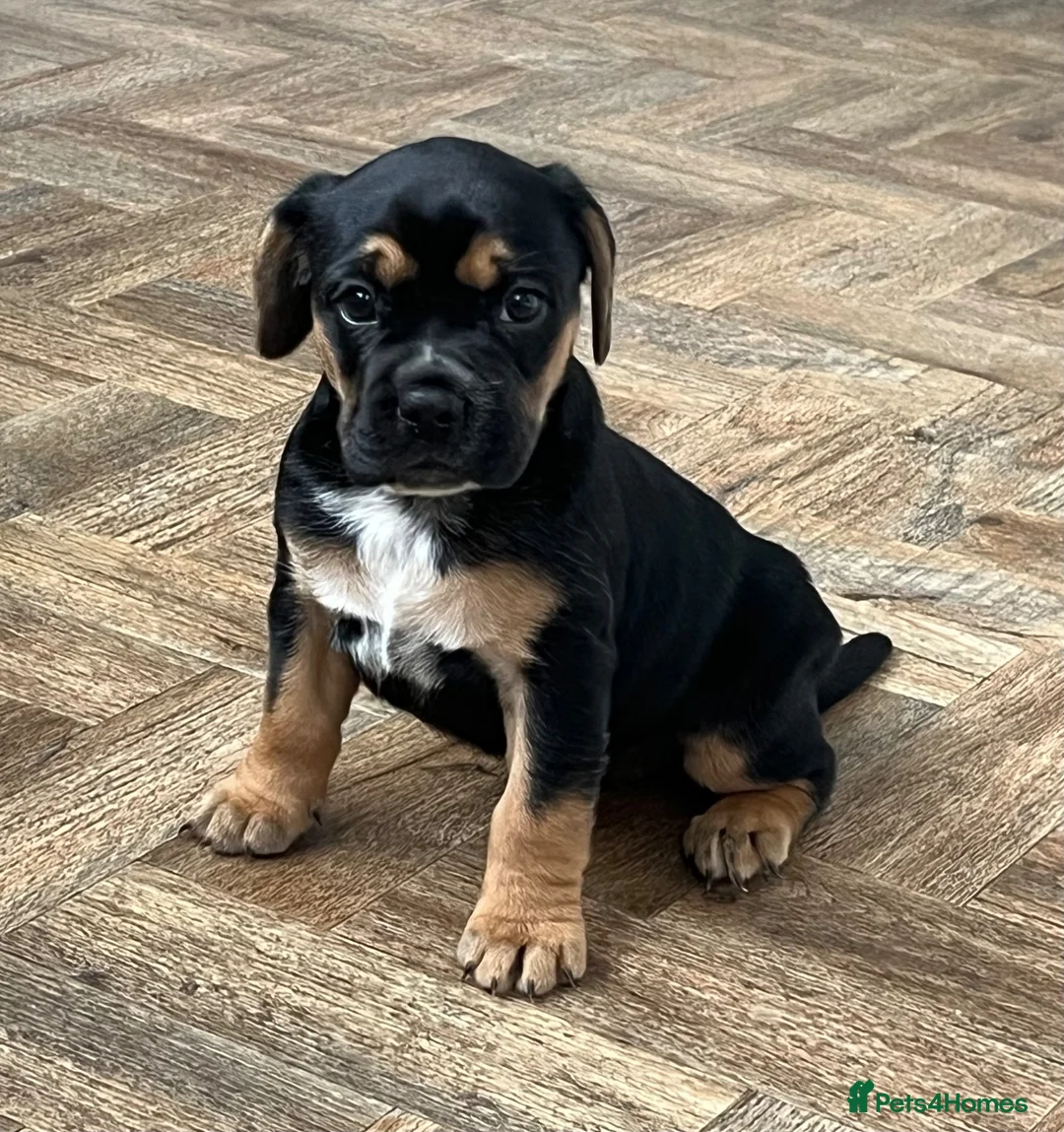 Mixed Breed dogs for sale: Beautiful French bulldog x spaniel  - Advert 1