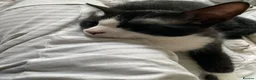 Domestic Shorthair cats for sale: Gorgeous Kittens Ready for their Forever Homes - Advert 7