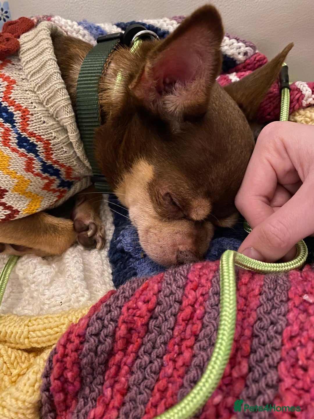 Chihuahua dogs for sale: Male Chihuahua  - Advert 5